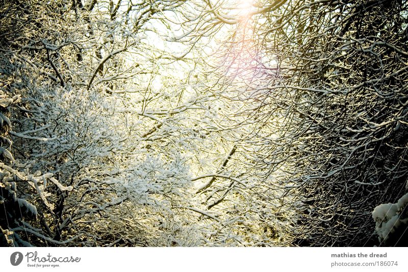 THE SUN COMES OUT Environment Nature Landscape Plant Sky Sunlight Winter Beautiful weather Ice Frost Snow Tree Bushes Forest Mountain Peak Friendliness