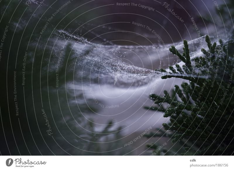Christmas spinning Environment Nature Drops of water Autumn Winter Bad weather Foliage plant Park Forest Spider Line Net Network Dark Authentic Gloomy Green