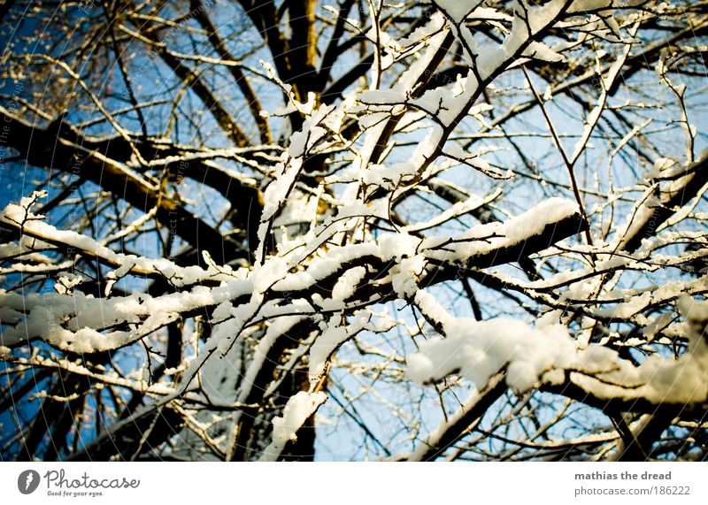 ENCHANTED Environment Nature Landscape Plant Sky Winter Beautiful weather Ice Frost Snow Tree Forest Esthetic Idyll Powder snow Ease Muddled Treetop Abstract