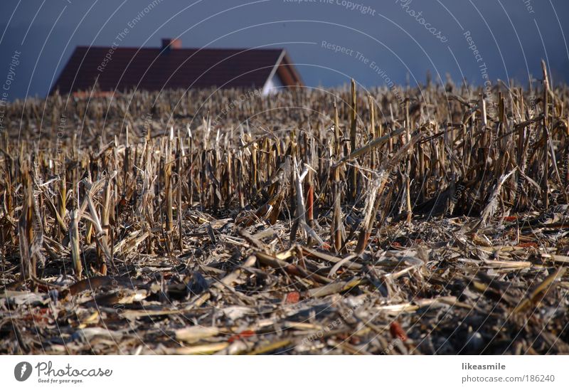 stubble field Vacation & Travel Trip Winter House (Residential Structure) Environment Nature Landscape Sky Cloudless sky Autumn Field Natural Thorny Gloomy