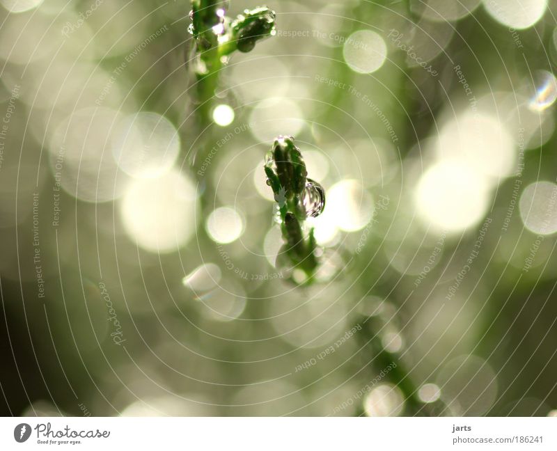ray of hope Environment Nature Water Drops of water Sunlight Beautiful weather Bushes Fresh Glittering Bright Wet Natural Green Calm jarts Colour photo