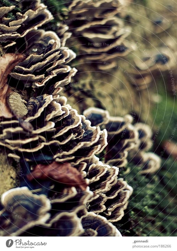 Super Marios Breakfast Plant Mushroom Tree trunk super mario Brown Green Colour photo Exterior shot Deserted Day Shallow depth of field