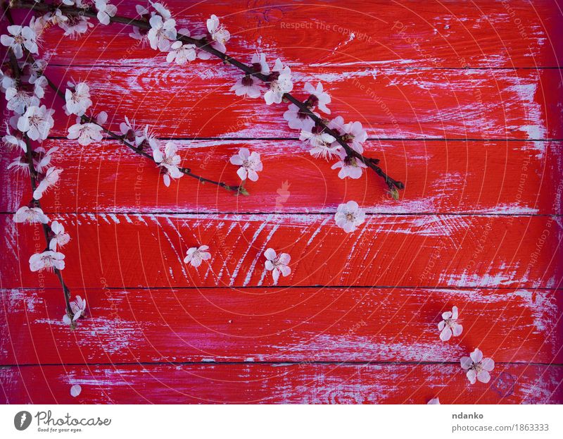 branch of cherry blossoms without leaves Nature Flower Blossom Wood Fresh Bright Natural Red White Cherry blooming Blossom leave worn vintage spring Plank
