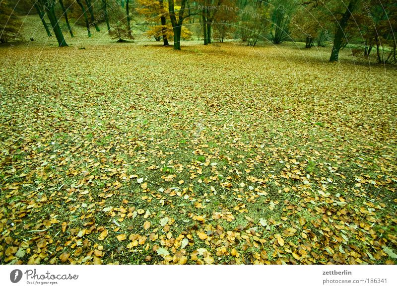 autumn Forest Tree trunk Branch Twig Undergrowth Enchanted forest Autumn October November Autumn leaves Meadow Structures and shapes Clearing Copy Space