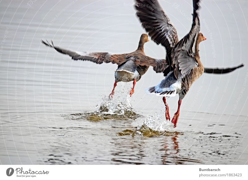 upswing Environment Nature Animal Water Wild animal Bird Duck Duck birds 2 Flying Attachment Colour photo Exterior shot Day Central perspective Animal portrait