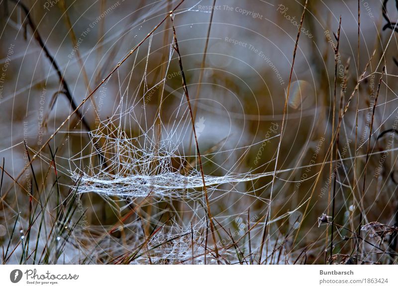 Network Environment Nature Landscape Plant Earth Autumn Winter Ice Frost Snow Grass Meadow Field Spider's web White Colour photo Exterior shot Close-up Light