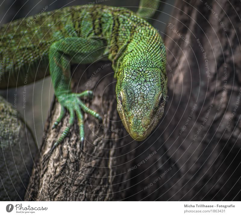 Lizard on tree trunk Nature Animal Sunlight Climate Plant Tree Wild animal Animal face Scales Claw Saurians 1 Wood Observe Crawl Looking Exotic Near Natural