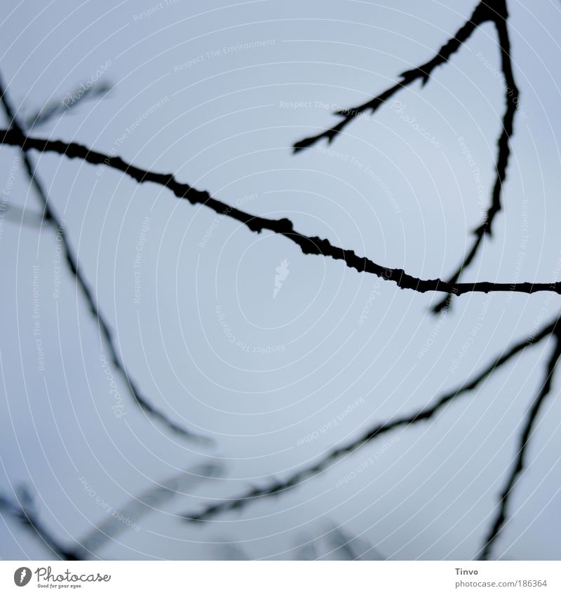 Lifelines - the sky is blue... Nature Sky Tree Park Blue Black Twigs and branches Square V Colour photo Exterior shot Close-up Detail Abstract Deserted Day
