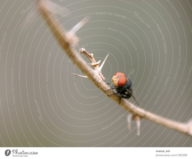 Klupsch eye Nature Animal Fly Insect 1 Near Gray Macro (Extreme close-up) Wing Branch Thorn Colour photo Deserted Neutral Background Deep depth of field