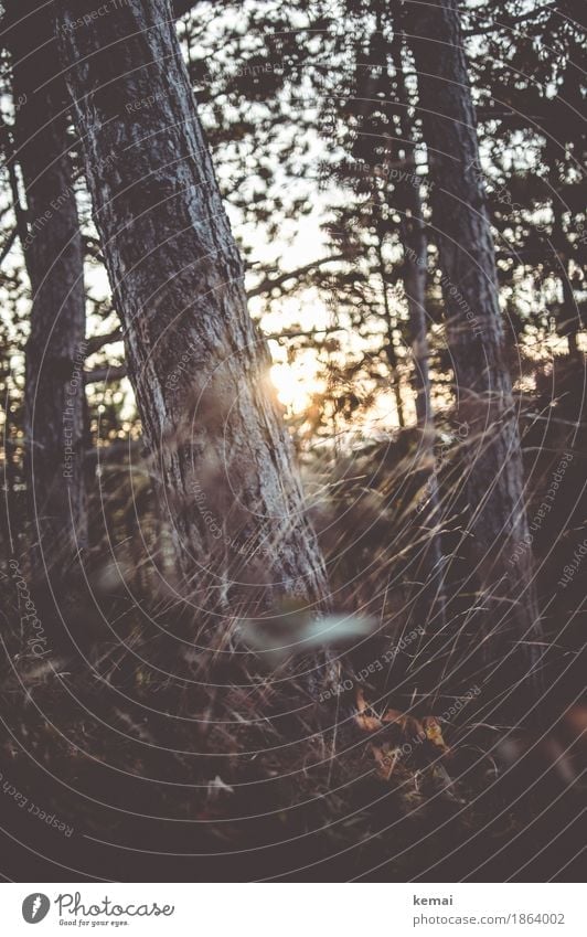 A glimpse of light Harmonious Well-being Adventure Freedom Environment Nature Landscape Plant Sun Sunrise Sunset Sunlight Autumn Beautiful weather Tree Grass