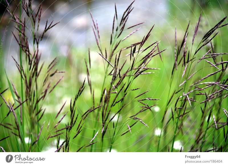 summer meadow Vacation & Travel Trip Freedom Summer Summer vacation Sun Climbing Mountaineering Environment Nature Landscape Plant Beautiful weather Grass