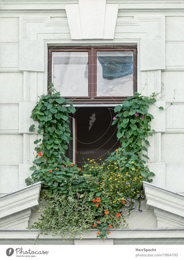 Window with full beard Plant Flower Blossom Nasturtium Vienna House (Residential Structure) Facade Exceptional Funny Rebellious Town Green Creeper Overgrown