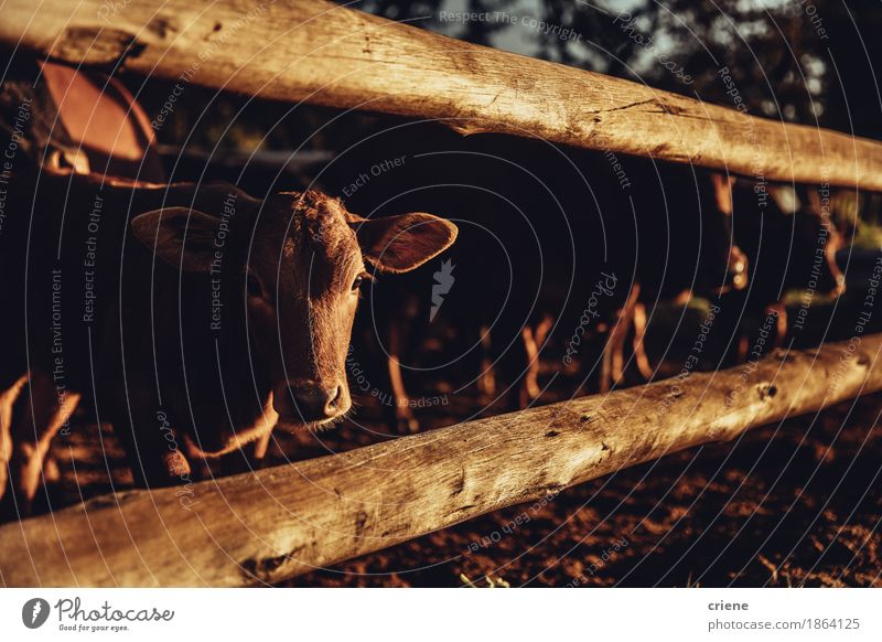 A cute cow sticks head through fence of barn and looks in camera Meat Organic produce Lifestyle Animal Warmth Drought Meadow Cow Group of animals Herd To feed