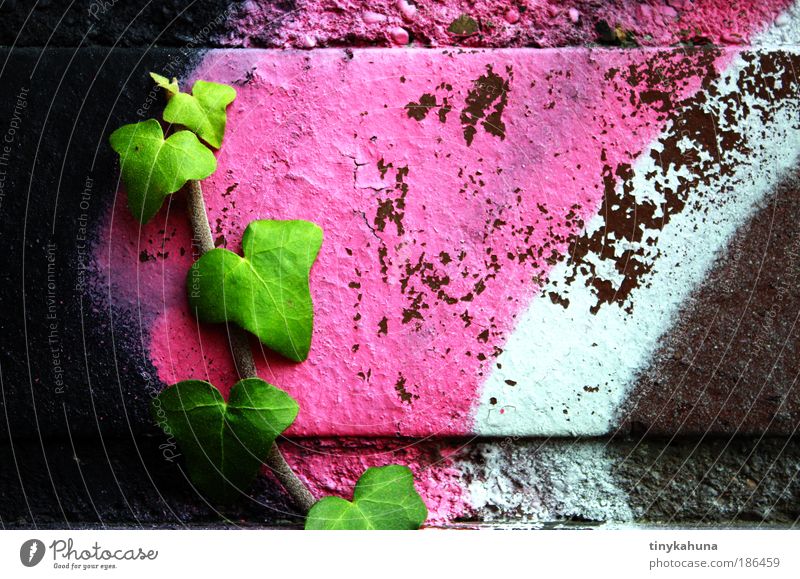 Ivy on Graffiti Youth culture Subculture Plant Wall (barrier) Wall (building) Rebellious Green Pink Black White Willpower Colour photo Exterior shot Close-up