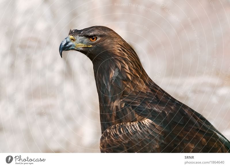 Portrait of Eagle Nature Animal Bird 1 Wild Brown avian avifauna Beak Bank note neb golden eagle birdwatching feathery feathered plumage wildlife accipitridae