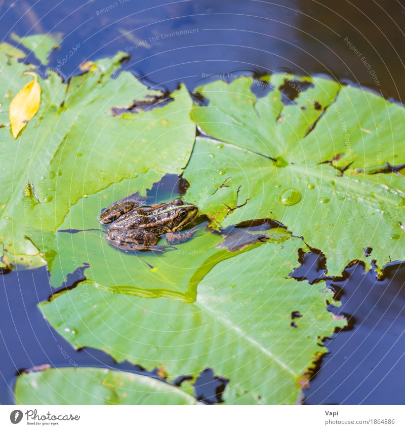 Frog sitting on green leaf Summer Environment Nature Plant Animal Water Leaf Wild plant Lakeside Pond River 1 Sit Blue Brown Yellow Green White Colour Lily pad