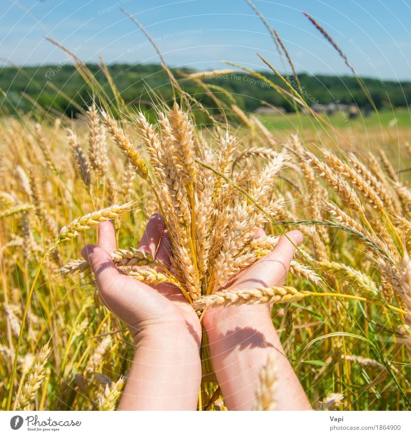 Wheat in the hands Bread Summer Woman Adults Hand Nature Landscape Plant Autumn Grass Agricultural crop Meadow Field Forest Growth Natural Yellow Gold Green