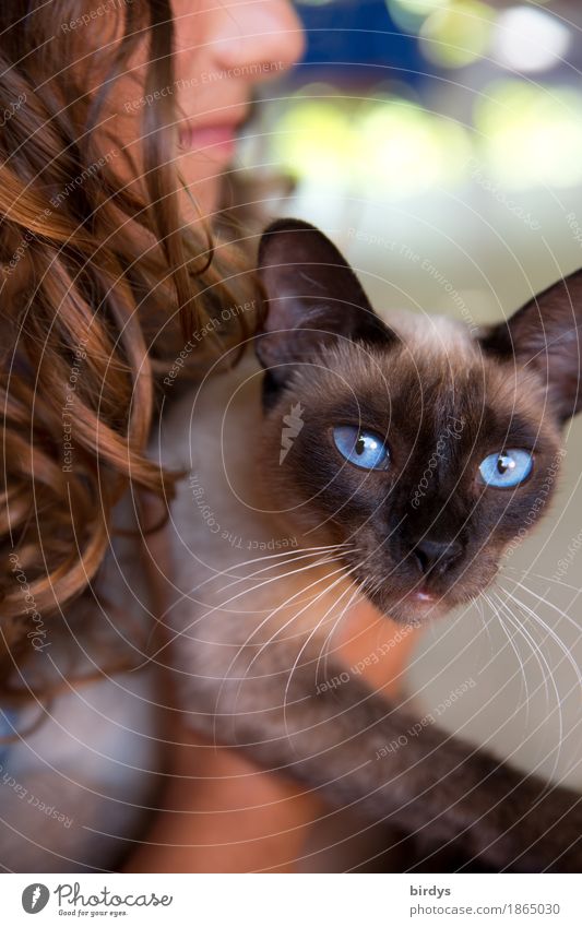 blue eyes Style Feminine Girl Young woman Youth (Young adults) 1 Human being Brunette Long-haired Curl Pet Cat Animal To enjoy Illuminate Looking Elegant Exotic