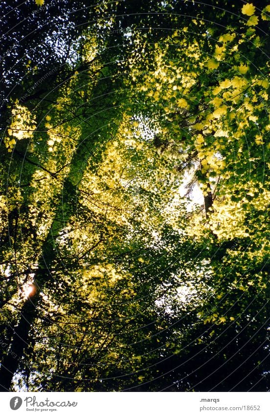 leaf blanket Forest Tree Leaf Lighting Green Growth Branchage Summer Sun Light (Natural Phenomenon) Shadow marqs