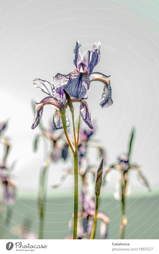 iris Nature Plant Sky Summer Beautiful weather Flower Blossom Iridaceae Marsh Blossoming Esthetic Elegant Blue Yellow Green Violet Energy Continuity Poverty