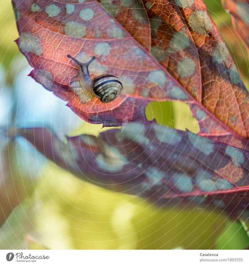 On the top of the leaves of the wild vine crawls a snail Nature Plant Animal Autumn Leaf Wild plant Virginia Creeper Garden Crumpet 1 Movement Faded Esthetic