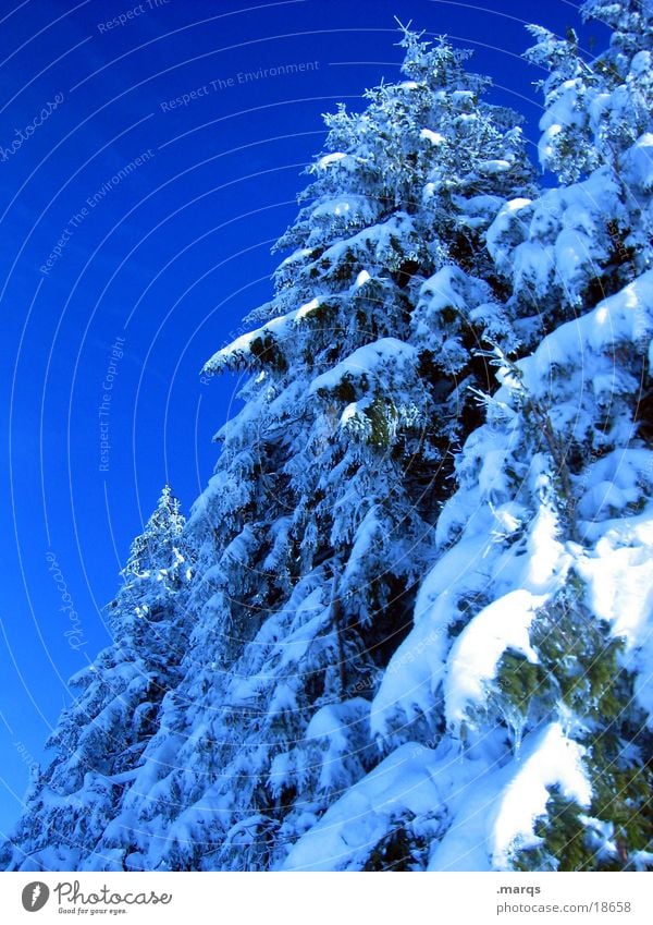 chill White Tree Coniferous trees Forest Edge of the forest Spruce Cold Snow Fir tree Winter Blue Sky Cover Ice Branch Twig marqs