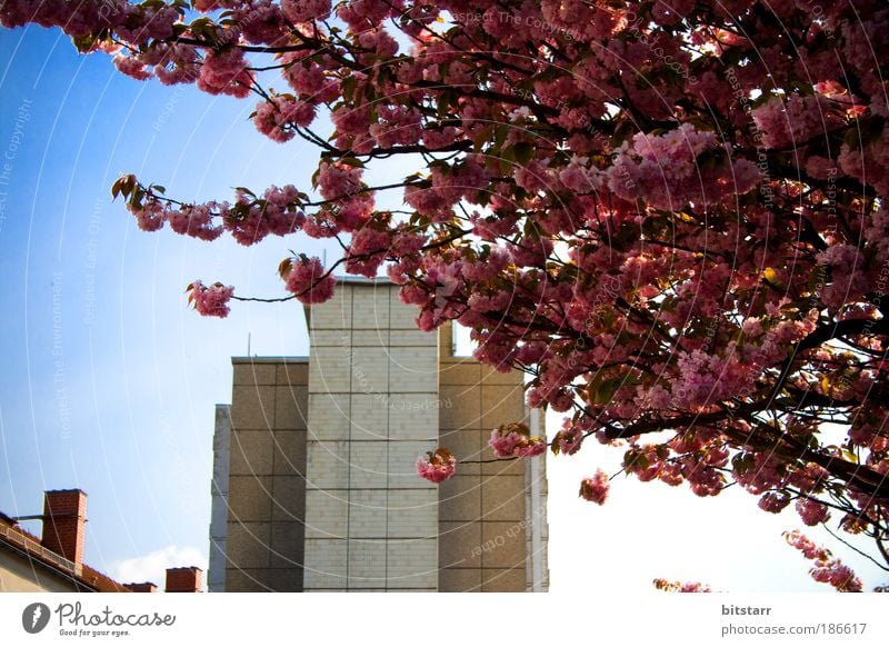 zone spring Nature Plant Sky Spring Beautiful weather Tree Blossom Chemnitz Populated High-rise Manmade structures Building Architecture Prefab construction