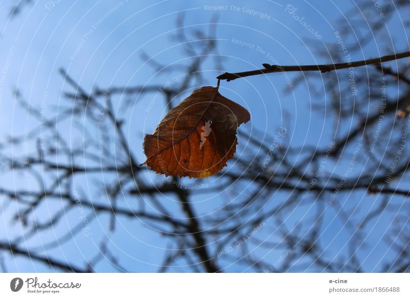 The last autumn leaf Nature Plant Sky Autumn Beautiful weather Drought Tree Leaf Branch Dry Meadow Field Hang Old Blue Brown Yellow Gold Contentment Bravery