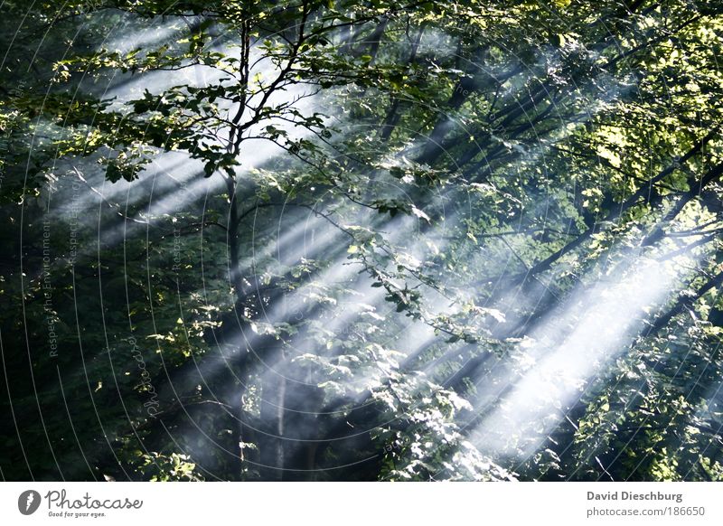 Start of a new day Environment Nature Landscape Plant Air Summer Fog Tree Leaf Foliage plant Forest Branch Wilderness Colour photo Exterior shot