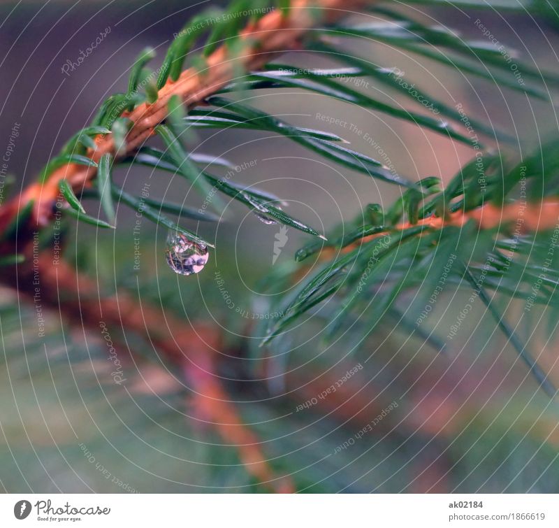 Raindrops on a spruce branch Environment Nature Landscape Plant Water Drops of water Autumn Bad weather Tree Spruce Forest Fluid Glittering Cold Thorny Brown