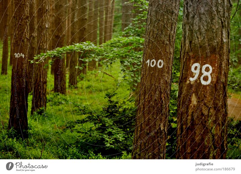 tree counting Environment Nature Landscape Plant Tree Forest Sign Digits and numbers Growth Natural Environmental protection Statistics 100 98 Tree bark Row