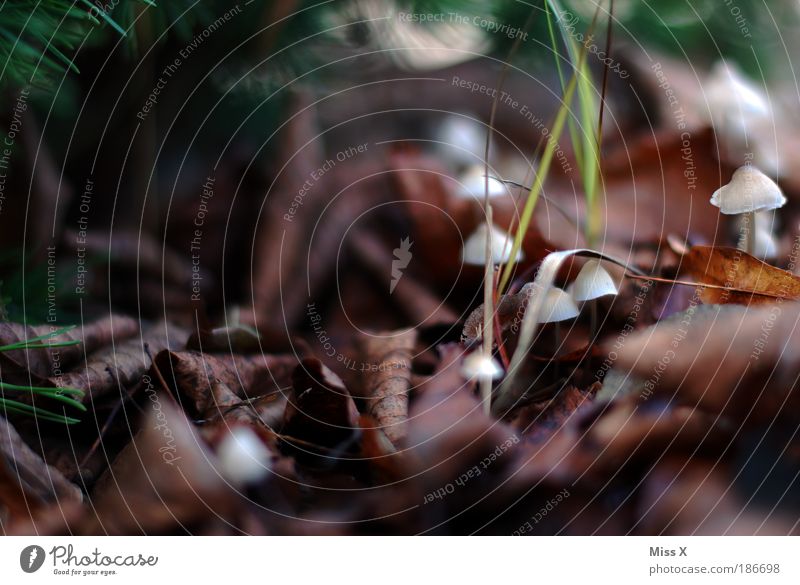 mushrooms Food Environment Nature Autumn Tree Leaf Park Growth Fresh Cold Small Cute Autumnal Deciduous forest Mushroom Colour photo Subdued colour