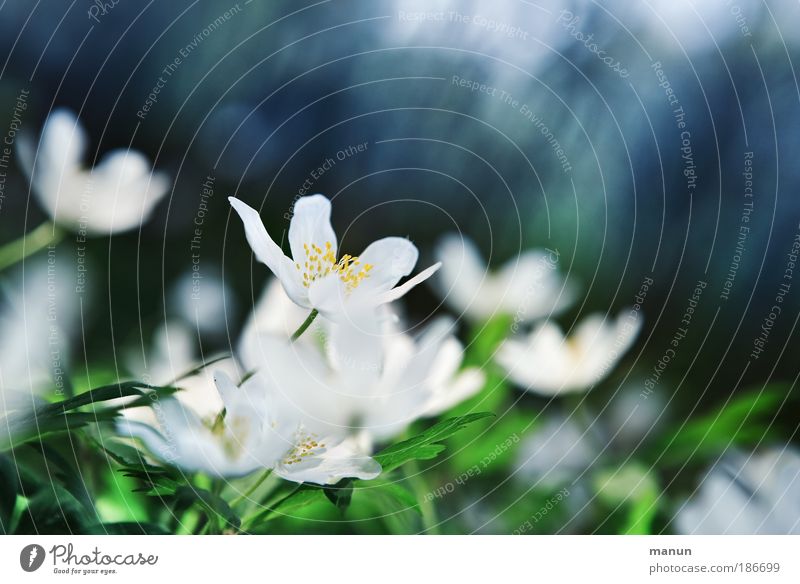 after frost Harmonious Well-being Senses Relaxation Fragrance Feasts & Celebrations Mother's Day Nature Spring Flower Leaf Blossom Wild plant Wood anemone