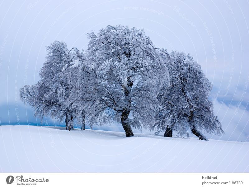 winter's tale Environment Nature Landscape Plant Winter Ice Frost Snow Tree Mountain Gigantic Blue Black White Bizarre Colour photo Exterior shot Deserted