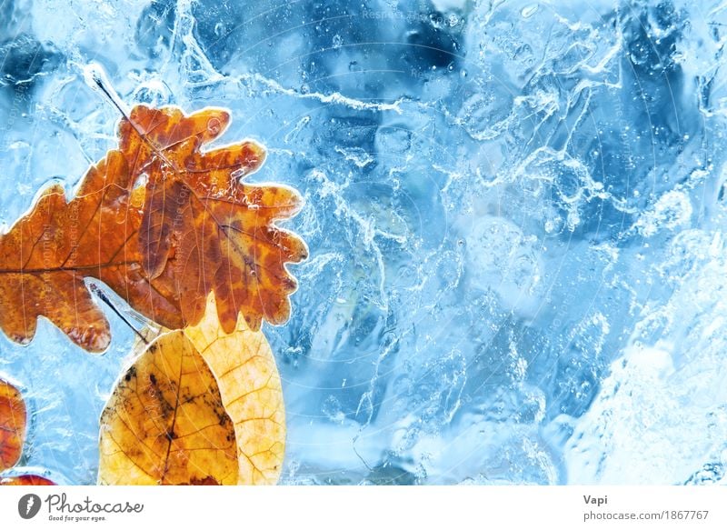 Fallen autumn leaves in the blue ice Winter Snow Environment Nature Plant Water Autumn Climate change Weather Ice Frost Leaf Glacier Freeze Natural Blue Yellow