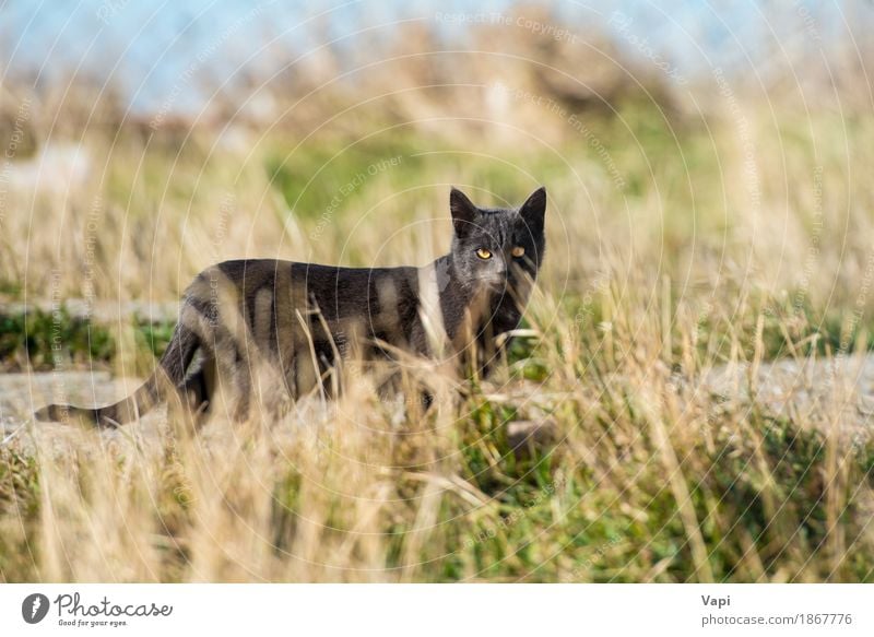 Black cat in the grass Nature Landscape Plant Animal Grass Garden Park Meadow Pet Wild animal Cat 1 Together Cuddly Small Cute Soft Blue Yellow Gray Green cats