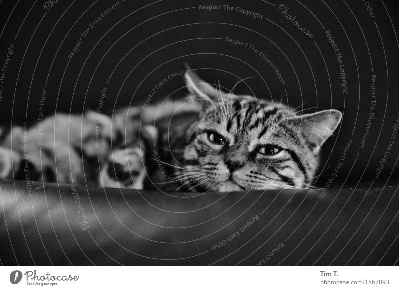 Relax Animal Pet Cat 1 Baby animal Calm Wellness Time Domestic cat Sofa Leather Relaxation Stationary Eyes Black & white photo Interior shot Deserted
