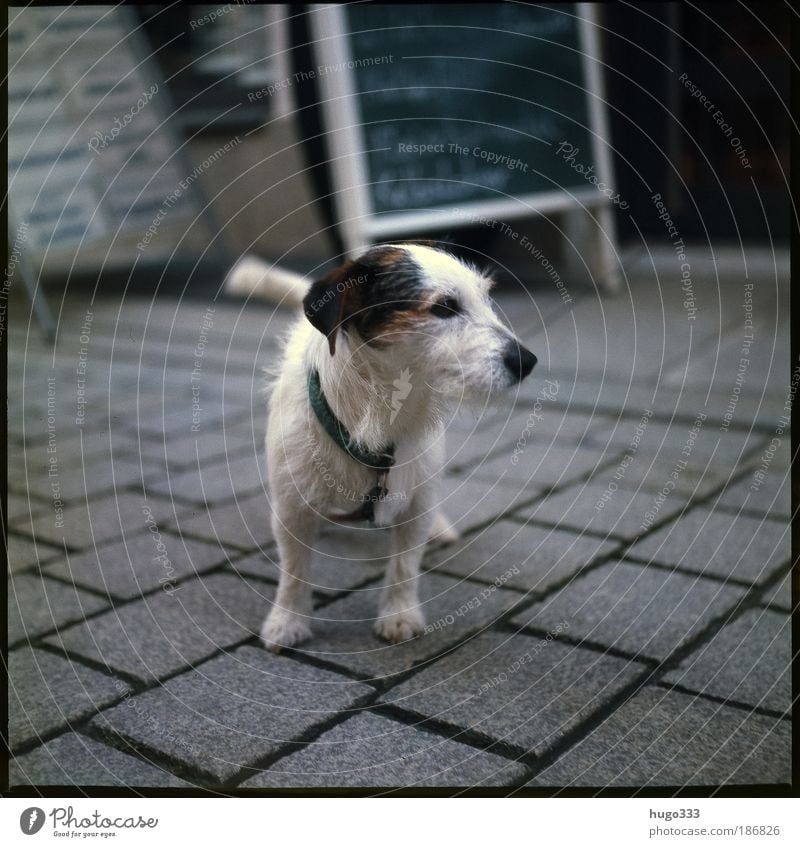 Jack Russell Terrier ...or half-breed? :-) Paving stone Pedestrian precinct Animal Pet Dog Jack Russell terrier 1 Good Small Thin Smart Black White Colour photo