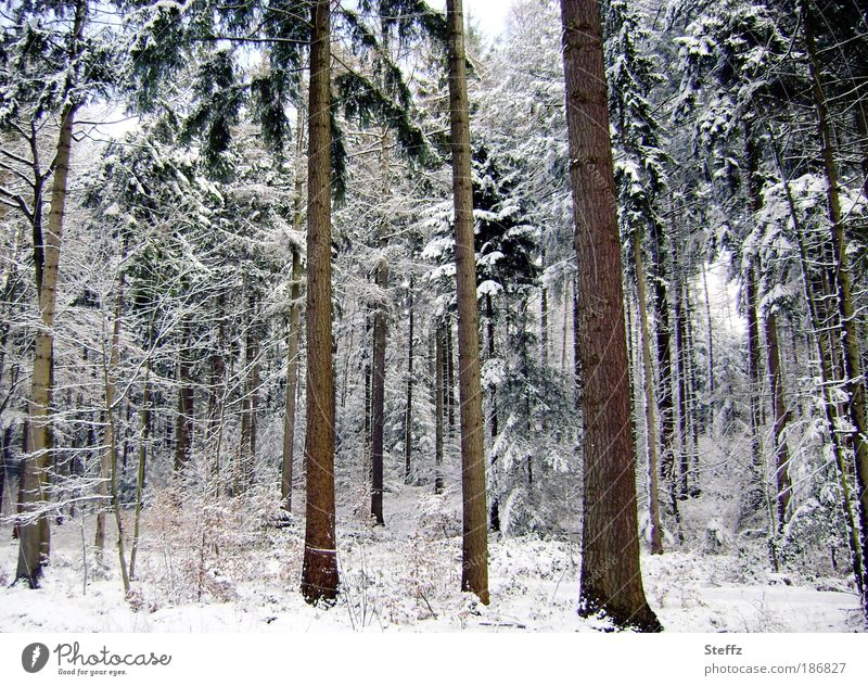 unsweetened Winter forest Winter Silence Domestic Nordic Nordic cold winterly peace Silence in the forest winterly silence silent onset of winter Forest