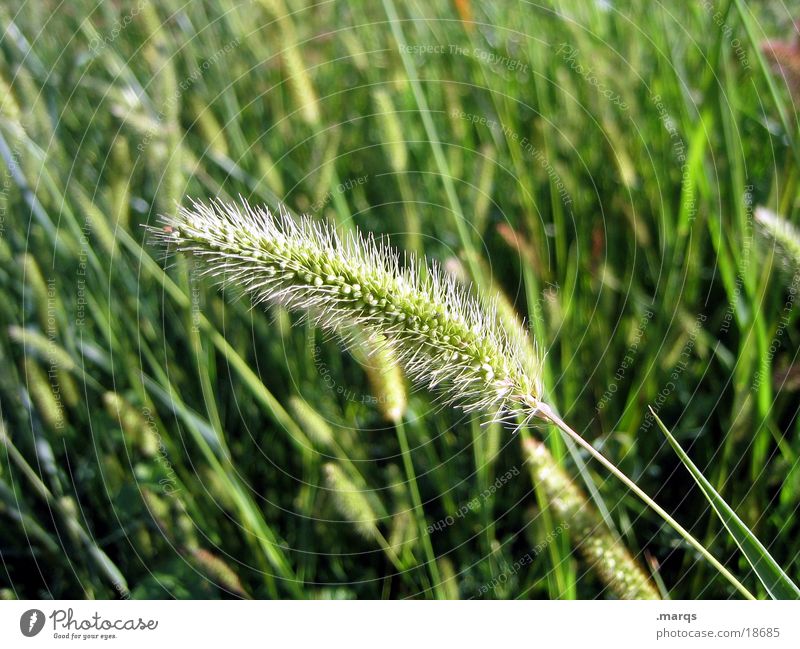 loner Grass Meadow Field Summer Green Ear of corn Blossoming Harvest Warmth marqs
