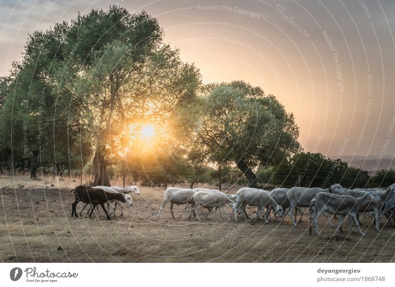 Flock of sheep at sunset Beautiful Summer Sun Mountain Nature Landscape Animal Sky Autumn Tree Grass Meadow Forest Hill Herd To feed Sheep flock Sunset