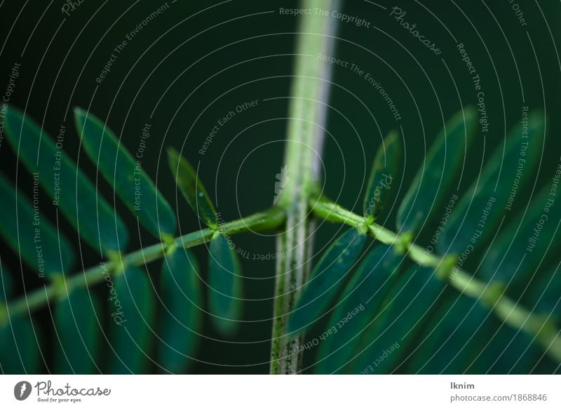 Macro image of branching green leaves Nature Plant Leaf Foliage plant Green Natural Background picture Symmetry Branch Twig Dark Macro (Extreme close-up)