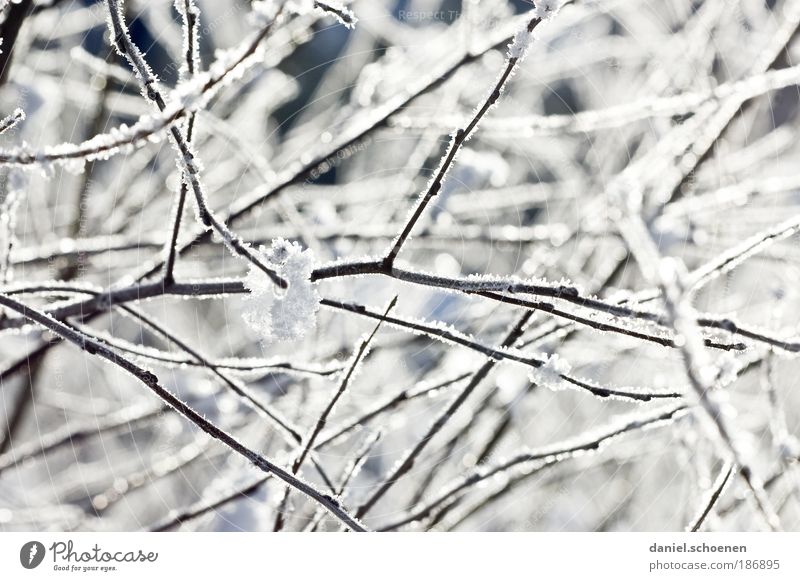 Cold for everyone ! Winter Climate Weather Ice Frost Snow Bushes Bright White Branch Detail