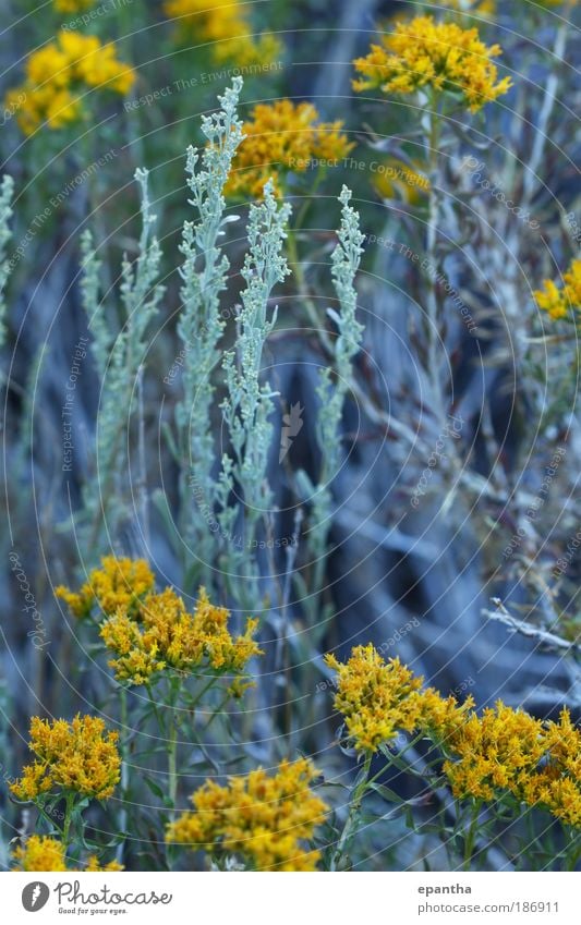 Sage and Goldenrod Mountain Nature Plant Summer Flower Bushes Leaf Wild plant Meadow Desert California Authentic Elegant Beautiful Natural Gray Green