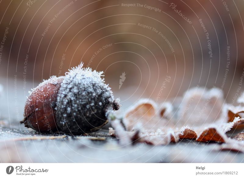 icily decorated Environment Nature Plant Autumn Beautiful weather Ice Frost Leaf Acorn Park Freeze Lie To dry up Authentic Exceptional Cold Small Natural Brown