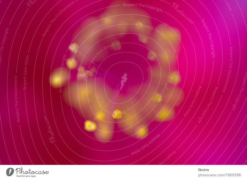 yellow Stamina of a red flower, macro photograph Nature Plant Flower Blossom Yellow Pink Red Stamen Pollen Bud Pistil Macro (Extreme close-up) Colour photo
