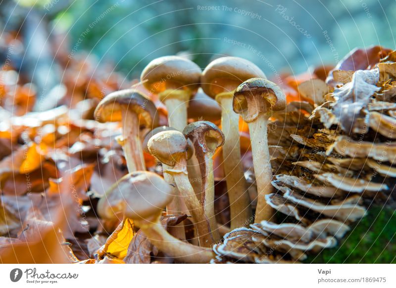 Group of mushrooms Vegetable Organic produce Vegetarian diet Diet Nature Plant Sunlight Autumn Grass Moss Leaf Park Forest Growth Fresh Delicious Natural Wild