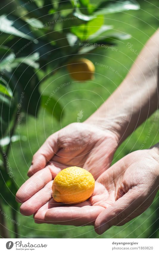 Young lemon tree and fruit Fruit Happy Summer Garden Human being Girl Woman Adults Hand Nature Tree Fresh Natural Yellow Green White Lemon young healthy food