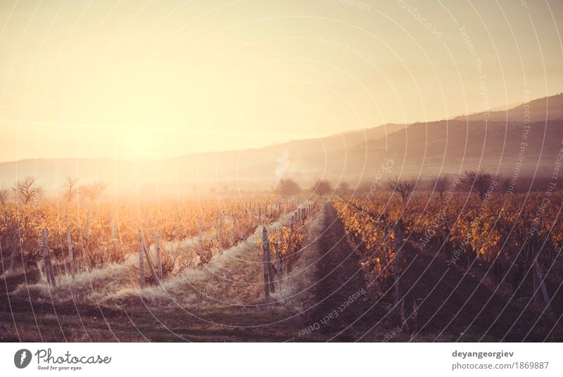 Vineyards on sunrise. Autumn vineyards in the morning Vacation & Travel Tourism Sun Nature Landscape Sky Growth Yellow Green Red wine Sunset Winery agriculture