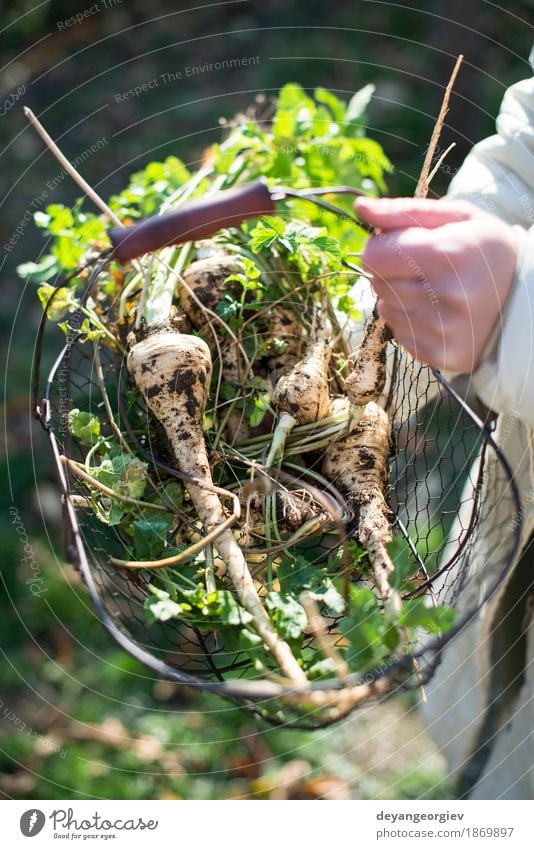 Woman hold parsnips in basket in the garden Vegetable Fruit Vegetarian diet Garden Gardening Adults Hand Plant Fresh Natural Brown Green White Root Basket